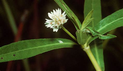 倒種植物|Alternanthera philoxeroides (Mart.) Griseb. 